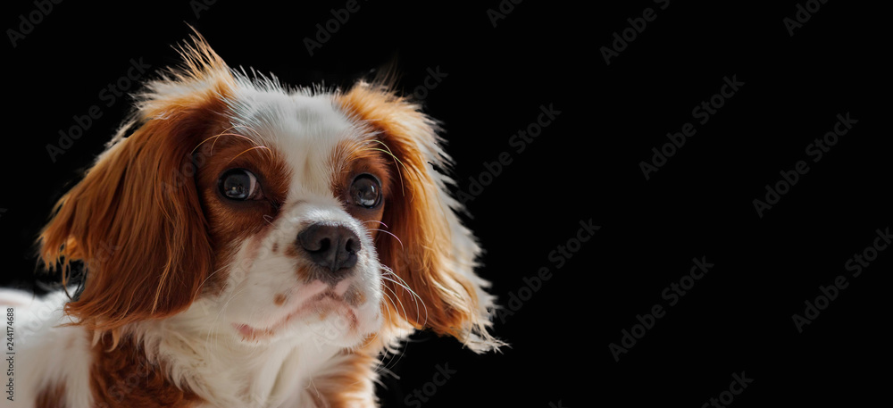 A Cavalier King Charles Spaniel Puppy