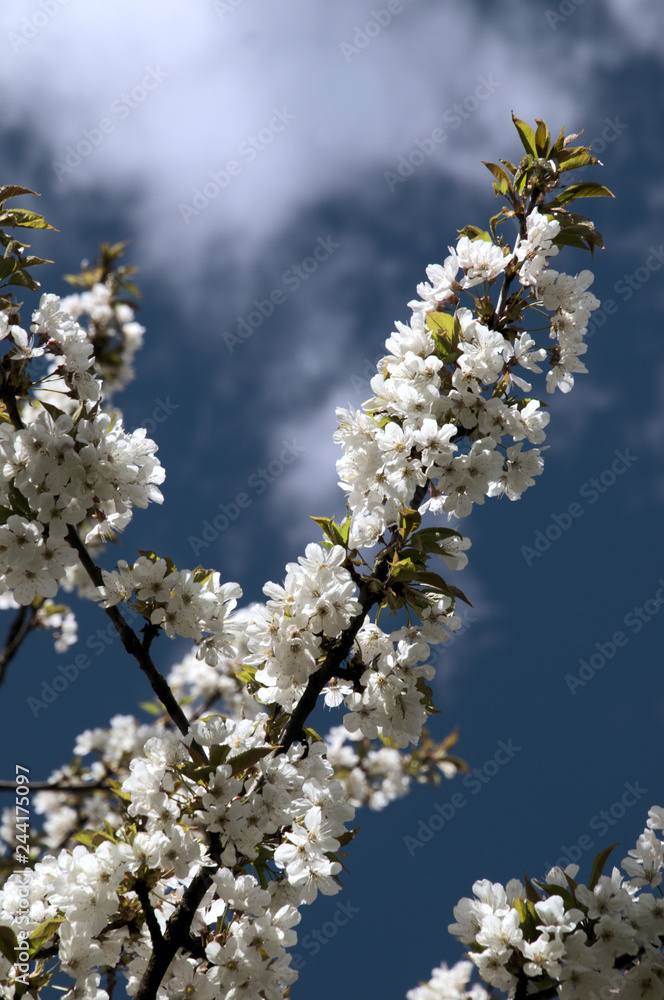 Cherry blossom against sky in the Swiss alpine village of Berschis