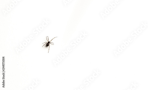 a small spider on a white background © Auslander