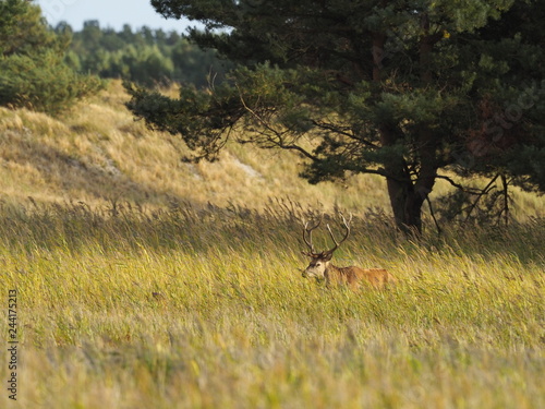 Rothirsche, Cervus elaphus, am Darßer Ort, Nationalpark Vorpommersche Boddenlandschaft, Mecklenburg Vorpommern, Deutschland photo