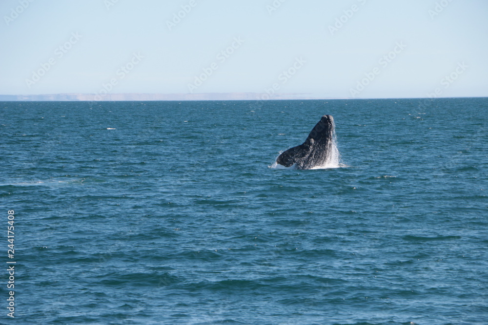 Fototapeta premium Baleine franche australe