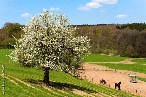 Landschaft, Frühling, Apfelblüte, Apfelbaum