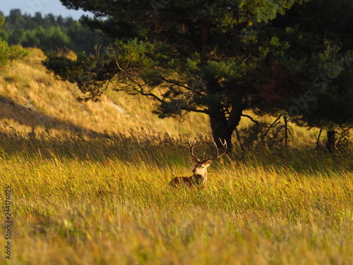 Rothirsche, Cervus elaphus, am Darßer Ort, Nationalpark Vorpommersche Boddenlandschaft, Mecklenburg Vorpommern, Deutschland photo