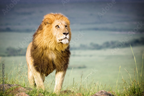 Fototapeta Naklejka Na Ścianę i Meble -  Löwe - Stolzer Löwen König in der Weite der Savanne 
