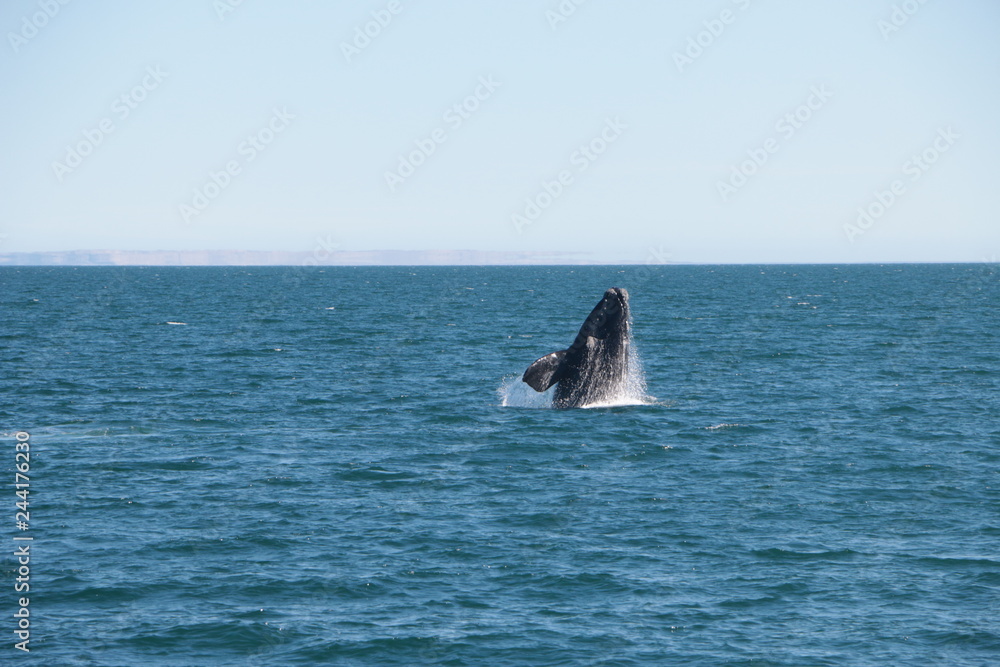 Fototapeta premium Baleine franche australe
