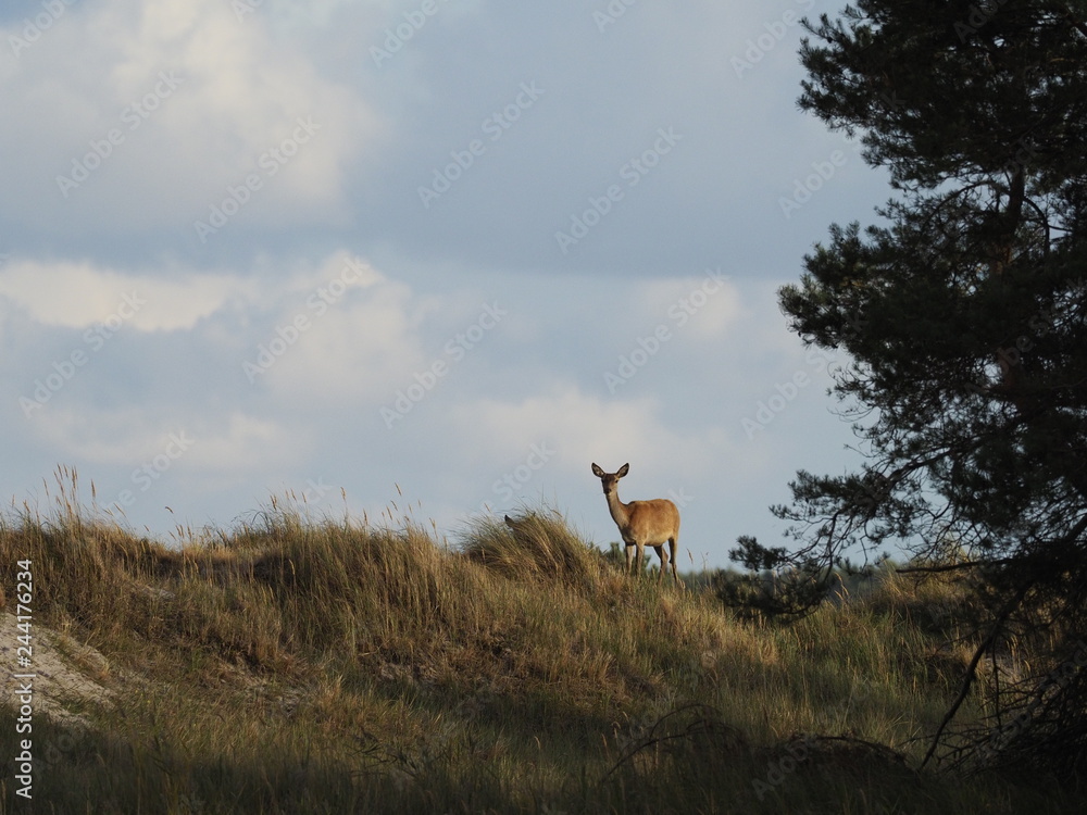 Rothirsche, Cervus elaphus, am Darßer Ort, Nationalpark Vorpommersche Boddenlandschaft, Mecklenburg Vorpommern, Deutschland Rothirsche, Cervus elaphus, am Darßer Ort, Nationalpark Vorpommersche Boddenlandschaft, Mecklenburg Vorpommern, Deutschland
