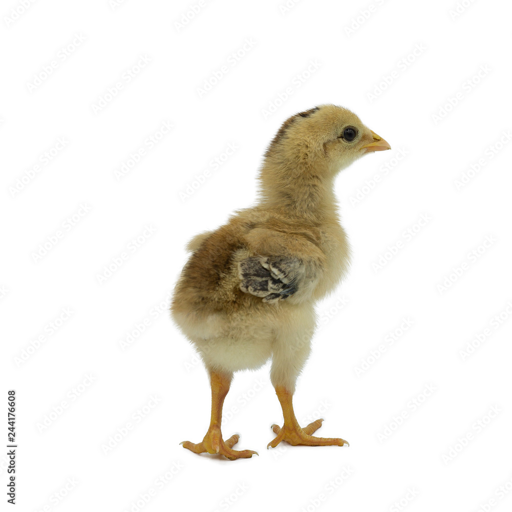 Fototapeta premium little chicken isolated on white background