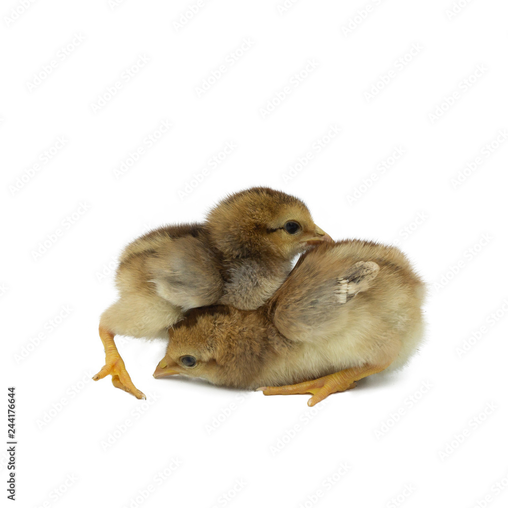 Obraz premium two little chicken isolated on white background