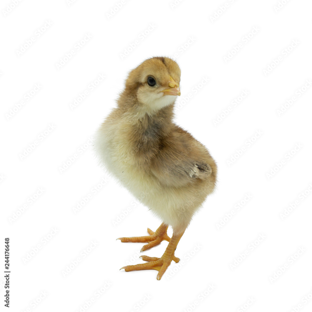 Obraz premium little chicken isolated on white background