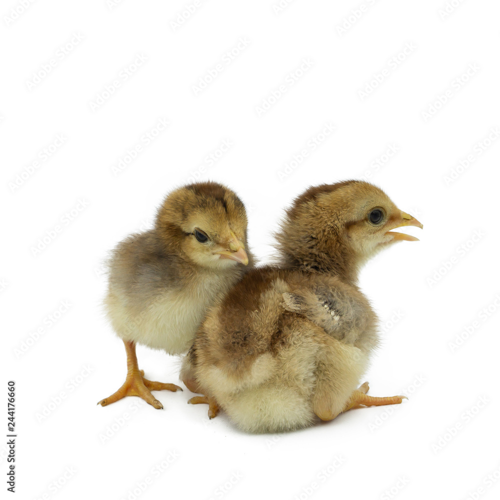 two little chicken isolated on white background two little chicken isolated on white background