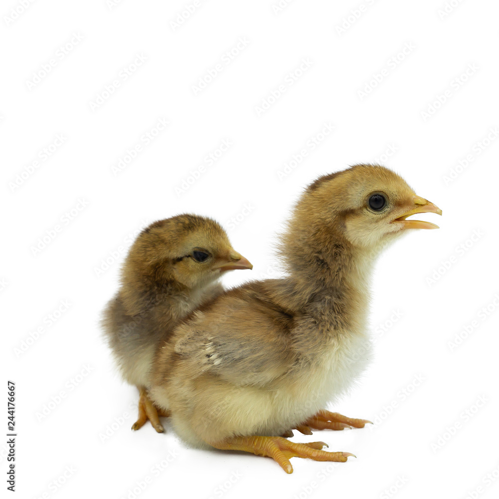 two chicks isolated on white background