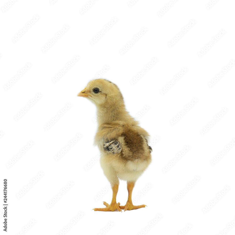 little chicken isolated on white background
