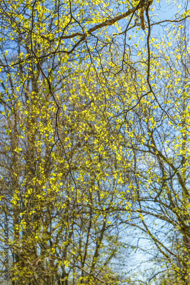 Newly opened leaves on a tree branch in sunshine