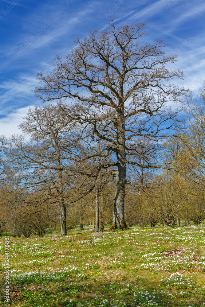 Big tree on a meadow in springtime