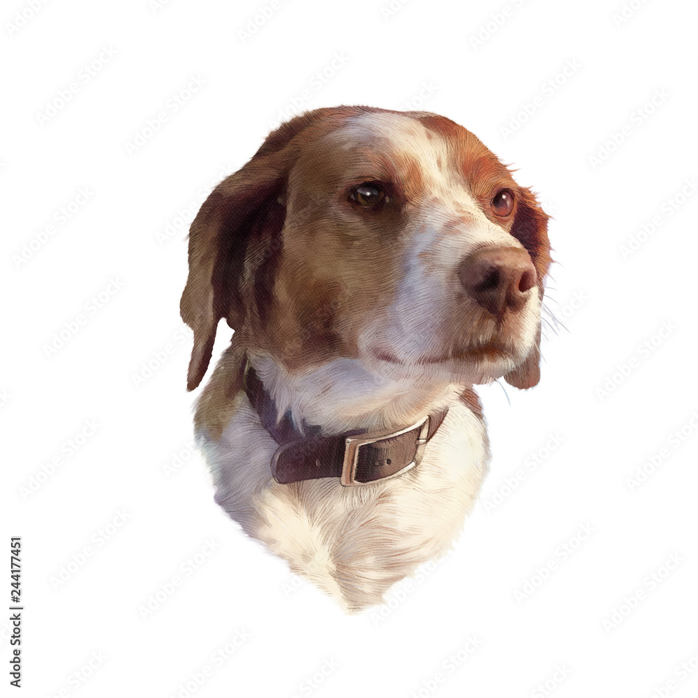 Portrait of a hunting Brittany dog. Realistic Drawing of a cute puppy isolated on a white background. Animal collection: Dogs. Art background. Hand Painted Illustration of Pets. Design template.