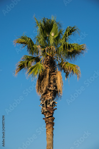 Palm in summer
