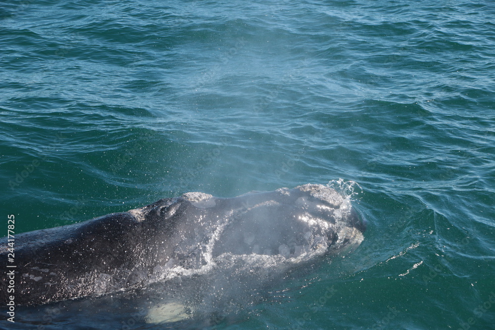 Naklejka premium Baleine franche australe