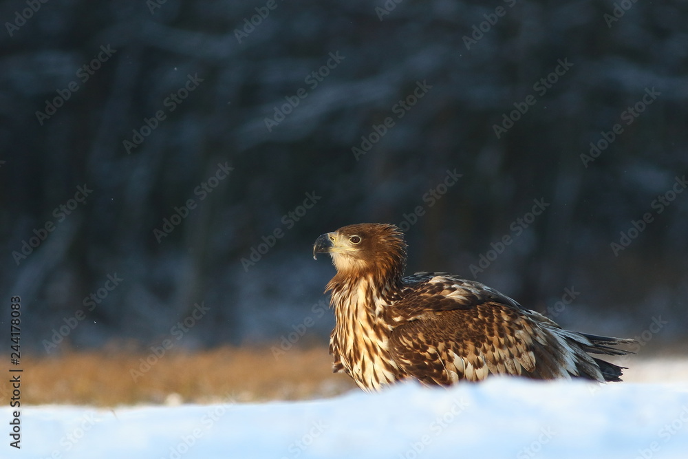 Obraz premium White Tailed Eagle (Haliaeetus Albicilla) in winter. Sea Eagle.