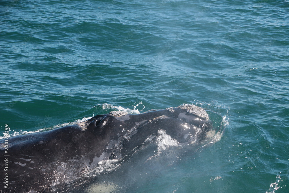 Obraz premium Baleine franche australe