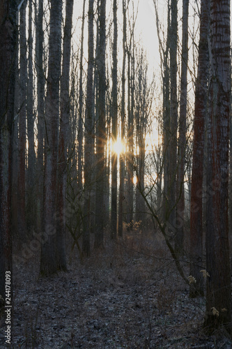 Forest and sunrise