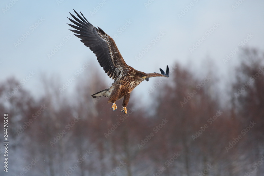 White Tailed Eagle (Haliaeetus Albicilla) in winter. Sea Eagle. White Tailed Eagle (Haliaeetus Albicilla) in winter. Sea Eagle.
