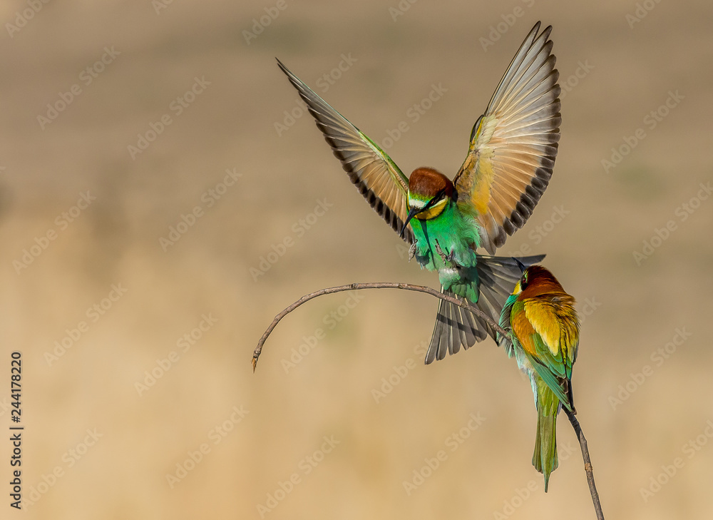 Fototapeta premium amaizing birds fly