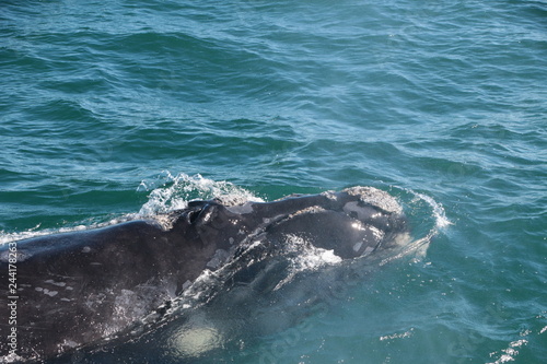 Baleine franche australe