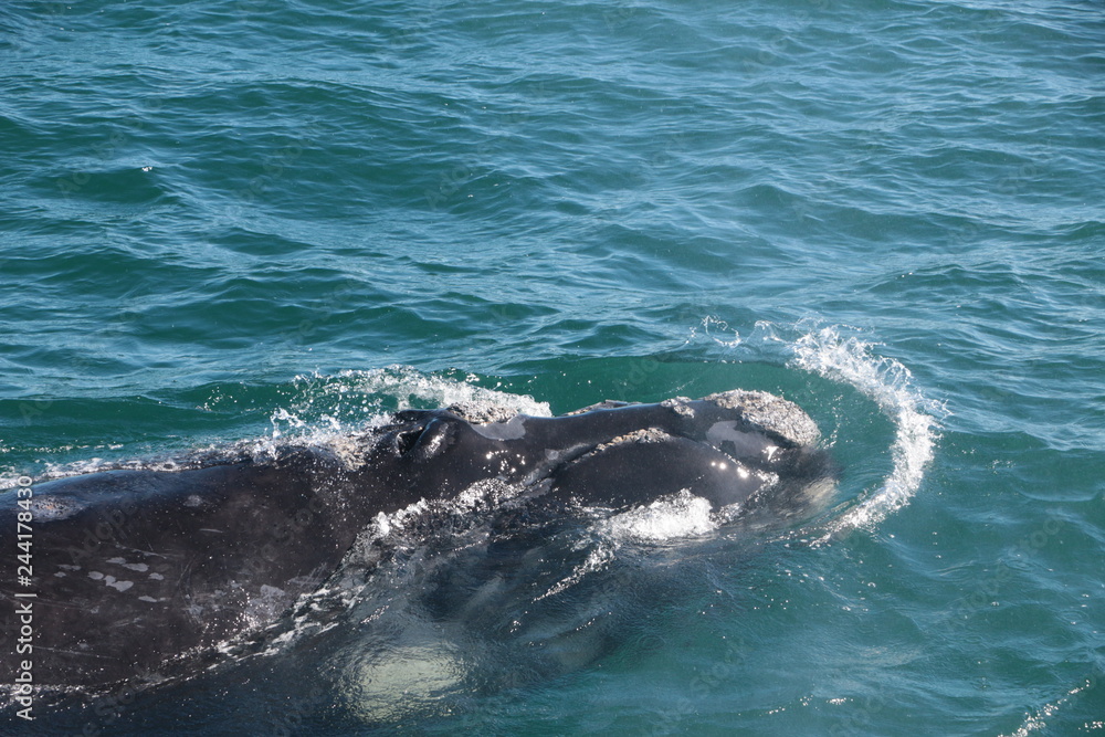 Fototapeta Południowy wieloryb