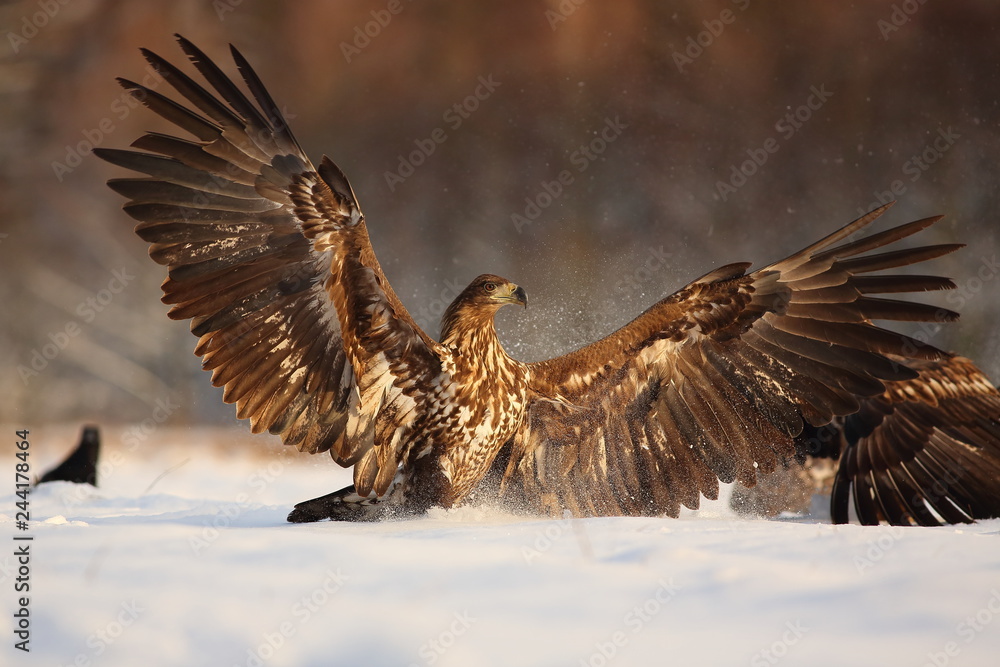 Fototapeta premium White Tailed Eagle (Haliaeetus Albicilla) in winter. Sea Eagle.