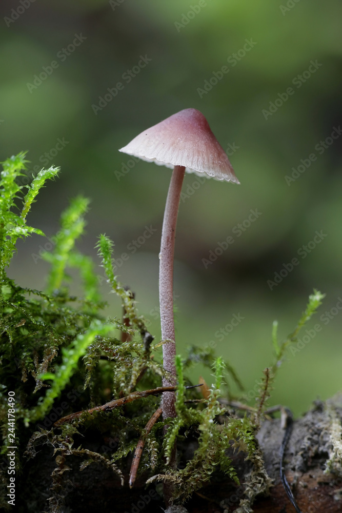 Mycena haematopus, commonly known as the bleeding fairy helmet, the burgundydrop bonnet, or the bleeding Mycena Mycena haematopus, commonly known as the bleeding fairy helmet, the burgundydrop bonnet, or the bleeding Mycena