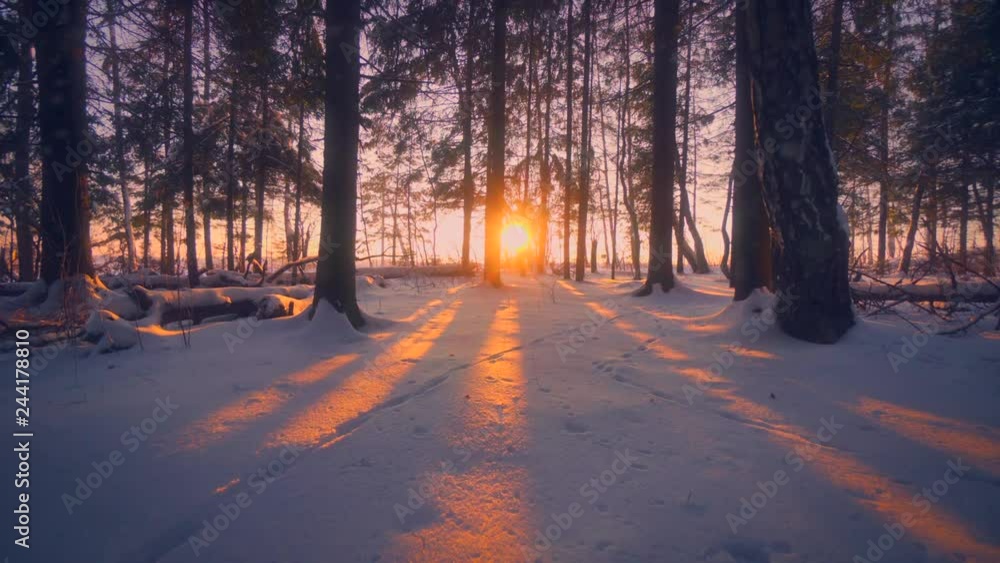 Amazing winter forest park surrounded by clean white snow fluffy snowflakes at wonderful sunset tilt up. Rising up beautiful snowdrift surface sunbeams lights of yellow big sun through trunks trees Amazing winter forest park surrounded by clean white snow fluffy snowflakes at wonderful sunset tilt up. Rising up beautiful snowdrift surface sunbeams lights of yellow big sun through trunks trees