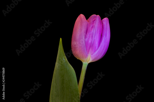 Purple tulip on black background