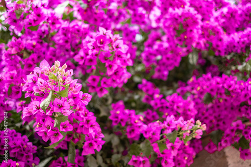 colorful purple flowers in the garden