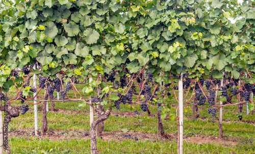 Vineyards in Stein an Rhein in switzerland on a sunny day.
