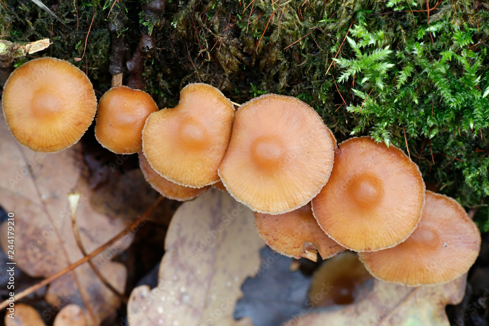 Tubaria furfuracea, commonly known as the scurfy twigle Tubaria furfuracea, commonly known as the scurfy twigle