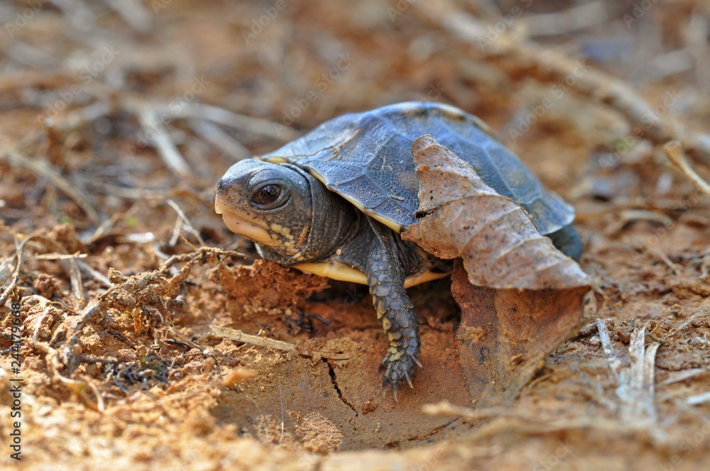 Obraz premium Baby box turtle