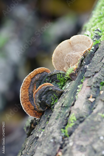 Willow bracket fungus, Phellinopsis  conchata photo