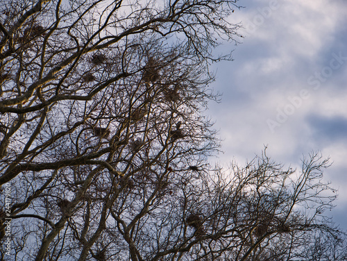 Blick in eine Baumkrone mit zahlreichen Nestern