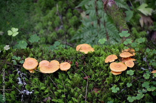 Pholiota flammans, commonly known as the yellow pholiota, the flaming Pholiota, or the flame scalecap