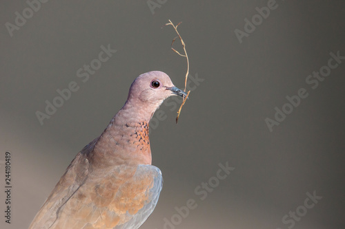 A mourning dove perched on a log with the stick to use for building nest. photo