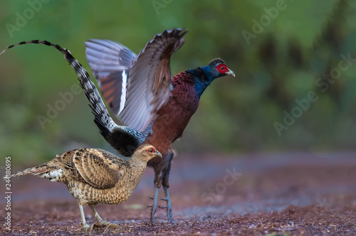 Bar-tailed pheasant male and female in nature on Doi San Ju; Chiang Mai 
 photo