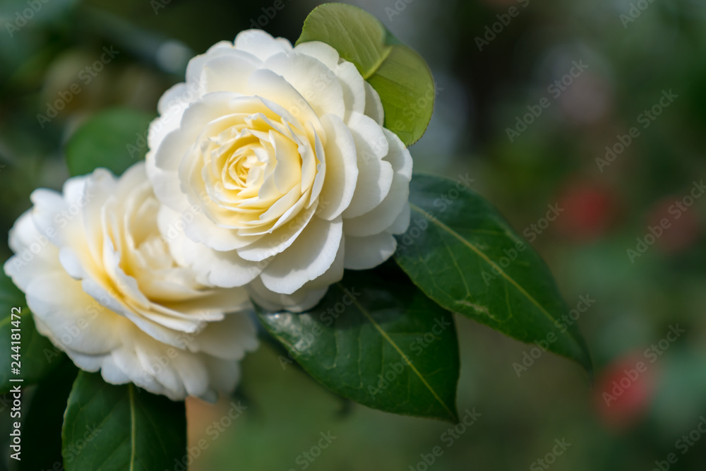 white camellia white camellia