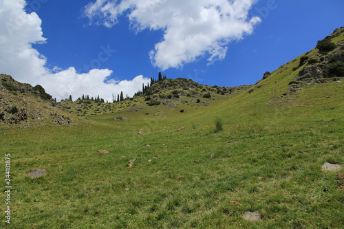 Green hills with fir trees