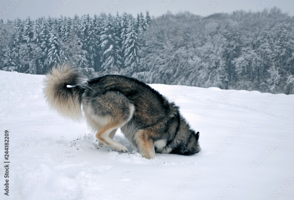 Naklejka premium Siberian Husky digging and playing in snow