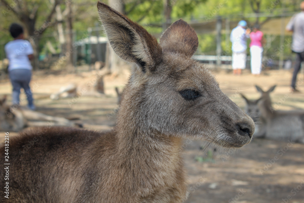 Kangaroo Kangaroo