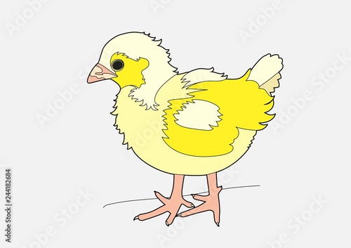 Yellow chick
