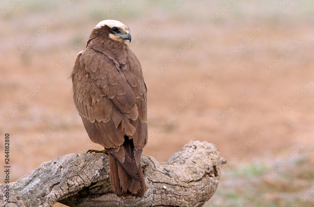 Fototapeta premium Western marsh harrier. Circus aeroginosus