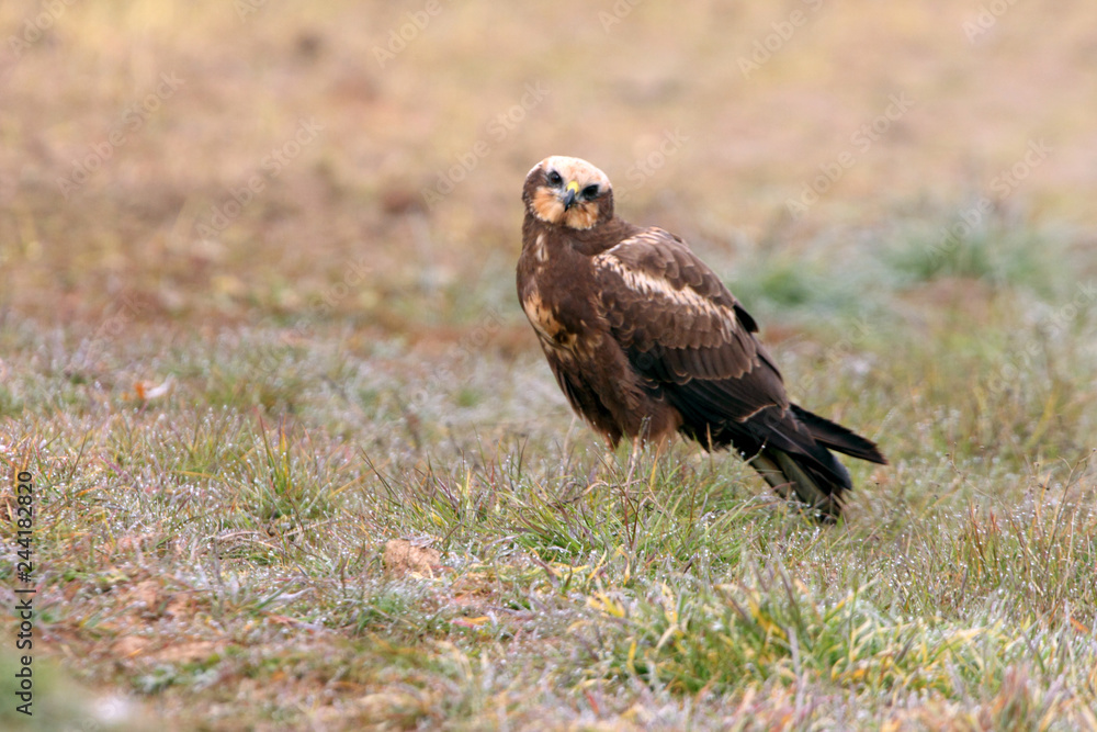 Female of Western marsh harrier, Circus aeroginosus Female of Western marsh harrier, Circus aeroginosus