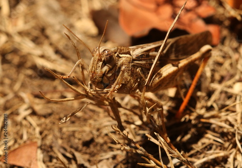 Brown grasshopper camouflaged against the dry vegetation.