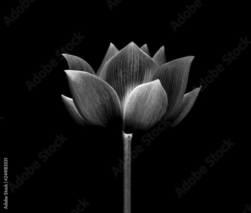 lotus isolated on white background.
